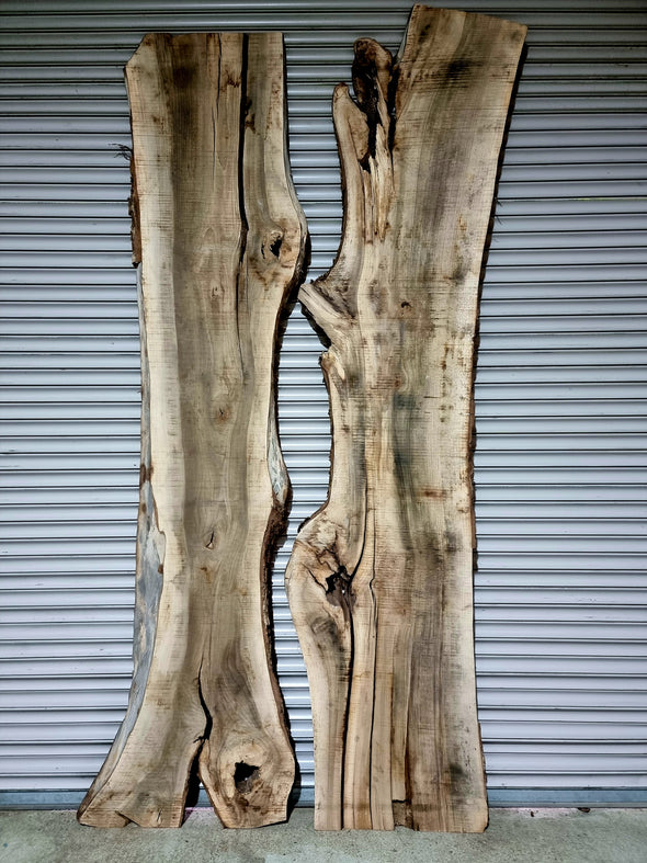 Walnut  up to a length of 3.3m