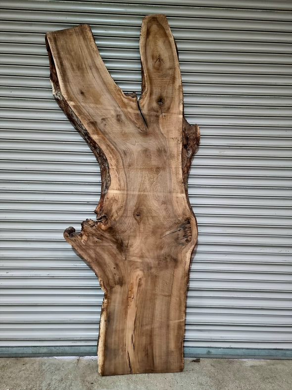 Walnut up to a length of 2.5m