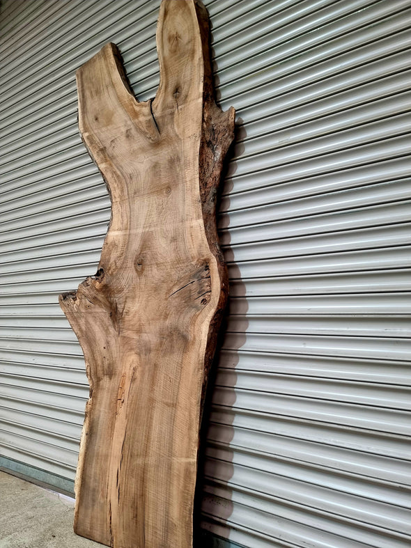 Walnut up to a length of 2.5m