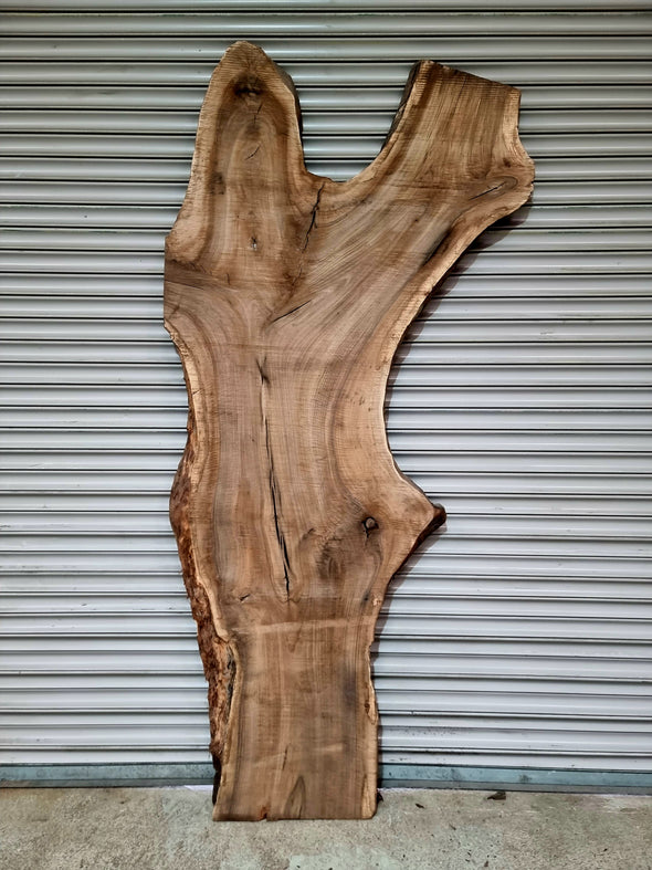 Walnut up to a length of 2.5m